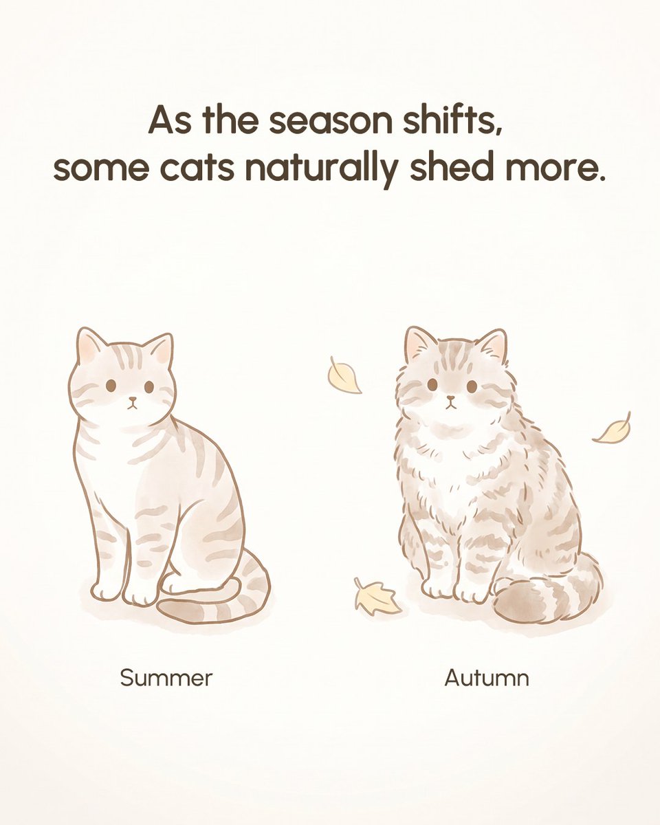 PetSnowy's tweet photo. Why is there fur everywhere during shedding season? 🐱
Changes in daylight can trigger more shedding, sending loose fur and dander into the air.
Swipe to learn more. 👉
#petsnowy #pettech #petcare #cozyseason #catcare https://t.co/AkadDGa9Lg