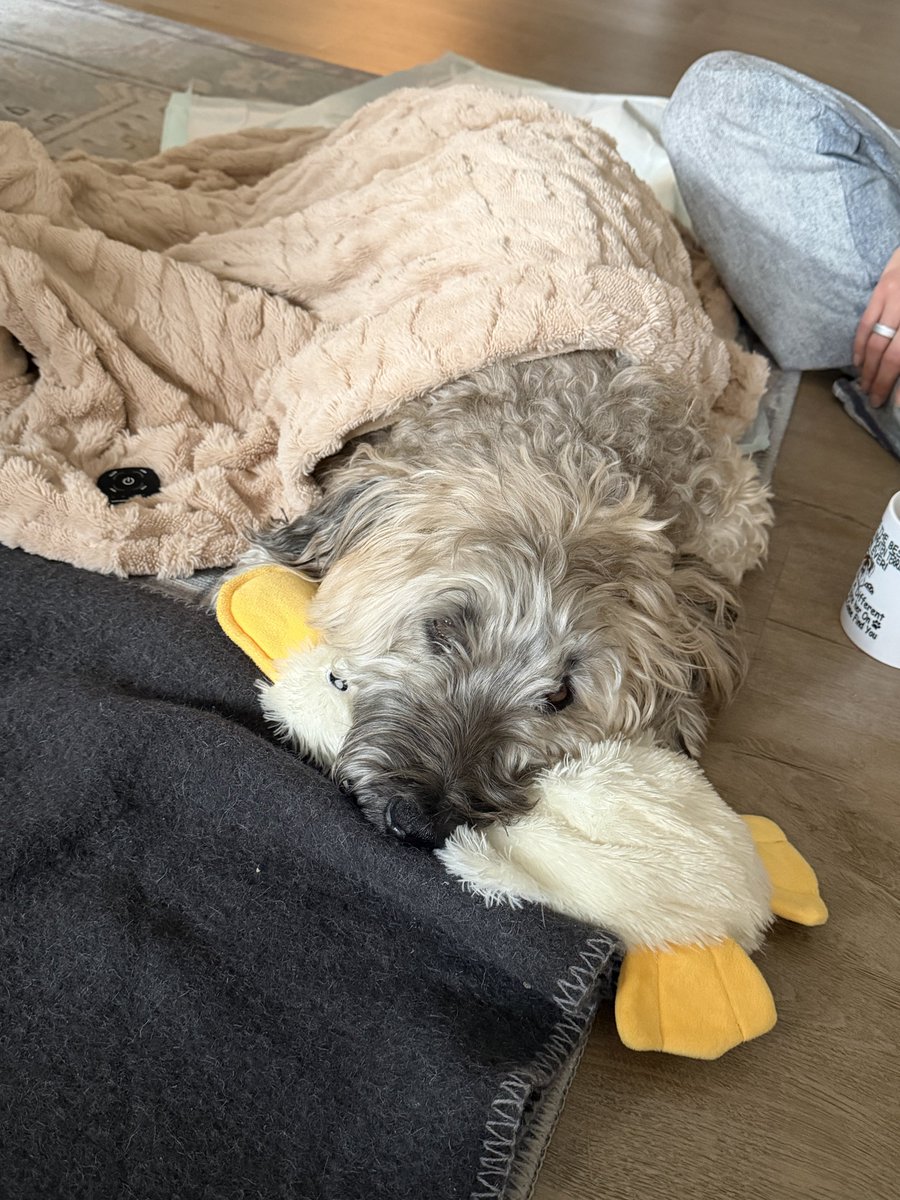 CommHappyDogs tweet picture