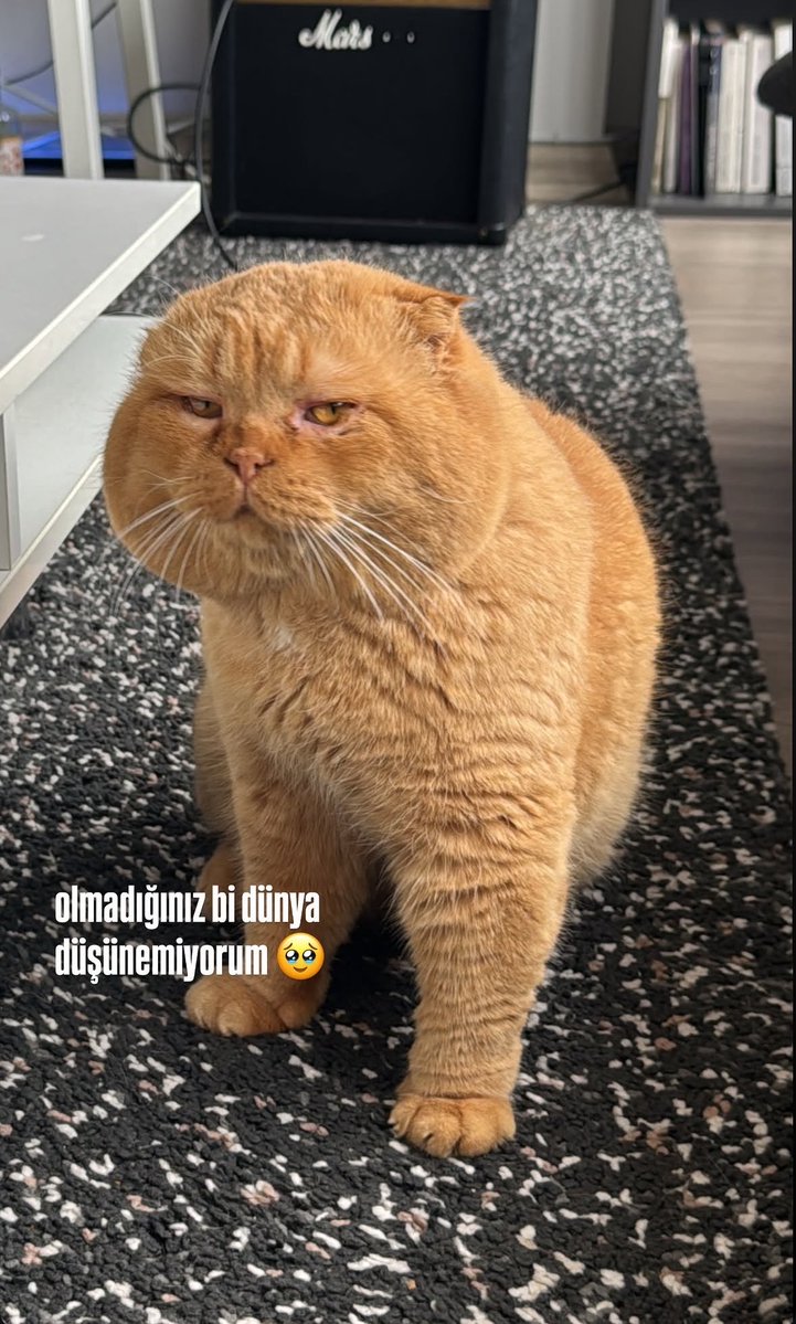 daphydaphyyy's tweet photo. POEM SEVGİLİ ÇAPRSX KIRMIZI FONT AMKKK https://t.co/jgiXBTe9YT