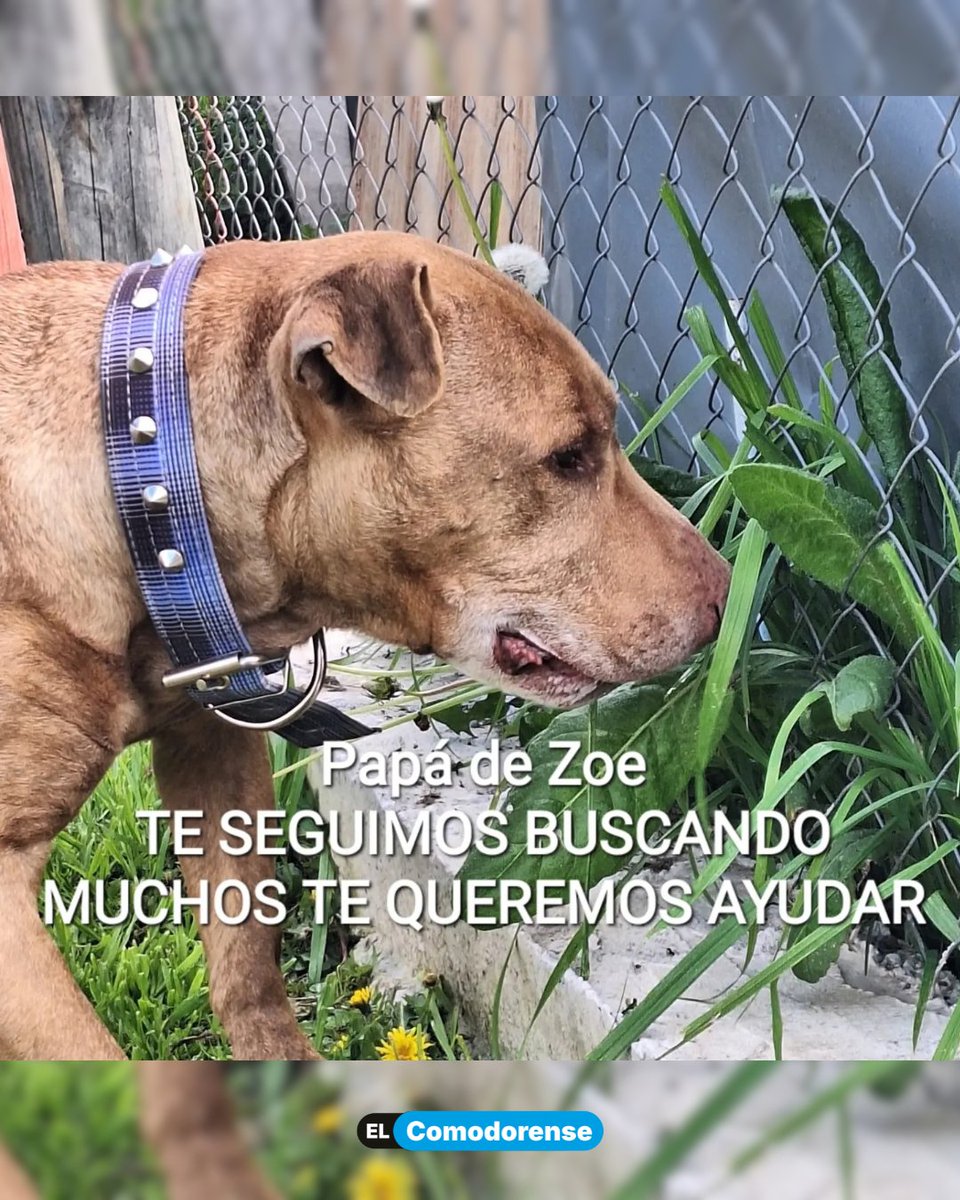 ElComodorense's tweet photo. #Viral | El Refugio El Campito de Monte Grande difundió las fotos de Zoe y lanzó una búsqueda para hallar a su dueño, un jubilado con la mínima que debió dejarla al mudarse a un monoambiente donde no le permiten tener mascotas. 

El hombre dejó a la perrita junto a una carta manuscrita exponiendo su situación: "La tengo desde los 45 días de nacida. No la puedo mantener. La amo muchísimo, por favor les pido que la cuiden". 

Desde la organización señalaron que "no hay abandono: hay un acto desgarrador de piedad".

Con las imágenes publicadas buscan ubicarlo: "Queremos encontrarte, merecés tanta ayuda como Zoe. Hay manos dispuestas a tender un puente para que esto termine en el reencuentro que ambos merecen". 

refugioelcampito /  lorelaprebende / IG
