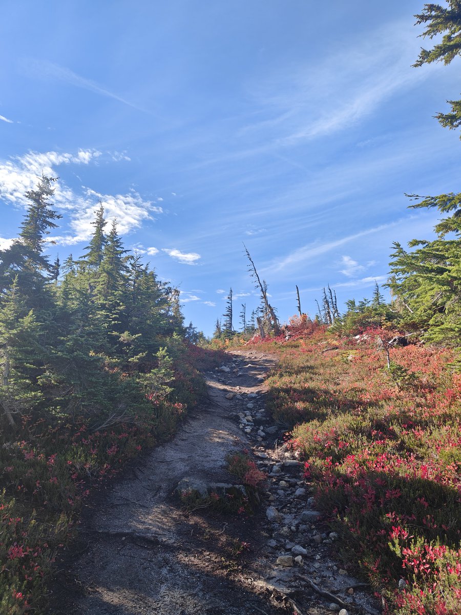 shrutithenaik's tweet photo. british columbia in october is unbelievably beautiful 🍁 https://t.co/ngS8lSJfPK