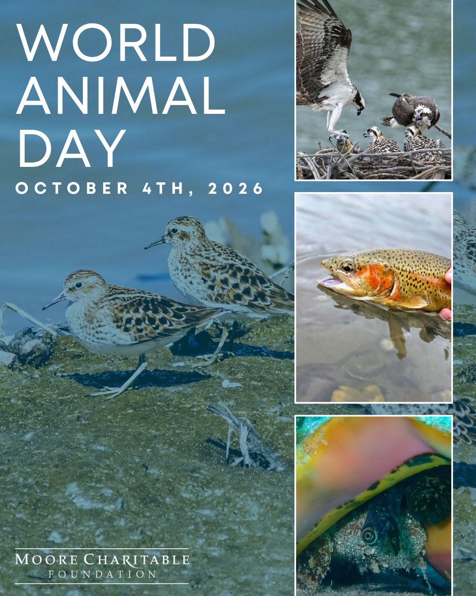 MooreCharitable's tweet photo. On #WorldAnimalDay, we're recognizing partners protecting ospreys on Long Island, shorebirds in North Carolina, queen conch in The Bahamas, and native trout in Colorado. Different species, same goal. 🌍 https://t.co/Cgn3MVsmbq