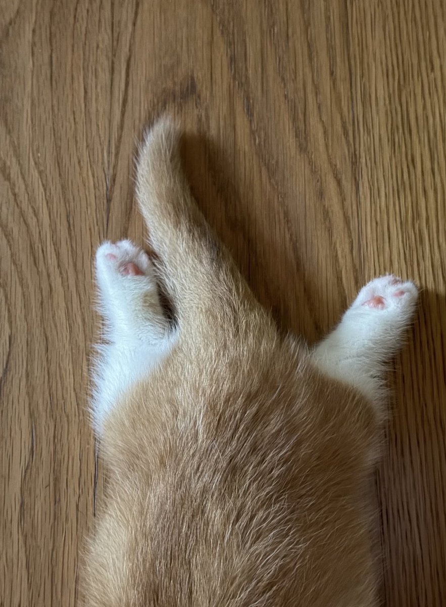 mysantapp's tweet photo. เอนดูง่ะ อยากตีตุดแมวเด่กอ้วน หมั่นเขี้ยววว 🫳🏻🐈 https://t.co/GOFai2elET