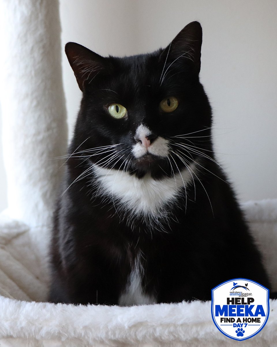 AnimalLeague's tweet photo. 📸🐱 HELP MEEKA FIND A HOME - DAY 7! 🏡❤️

They say a picture is worth a thousand words… so how about THREE pictures?! 😻

We grabbed our best camera and tried to capture the perfect photo of Meeka. Not bad, if we do say so ourselves! 📸😉

But honestly, Meeka speaks for herself. She’s a sweet, adorable 5-year-old who is more than ready to trade her shelter suite for a forever home. ❤️

And remember, we made Meeka a promise: we’ll feature her EVERY DAY until she finds her person. 🏡🐾

So let’s make these three pictures worth more than 3,000 words… let’s make them worth one forever home. ❤️

Come meet Meeka at North Shore Animal League America in Port Washington, NY. She’s waiting to meet you! 🐱💕 #getyourrescueon #biancasfurryfriends