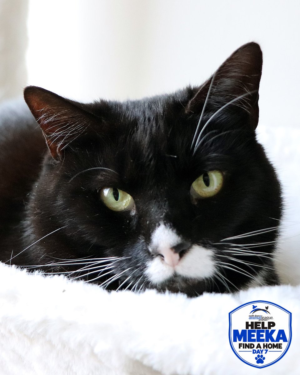 AnimalLeague's tweet photo. 📸🐱 HELP MEEKA FIND A HOME - DAY 7! 🏡❤️

They say a picture is worth a thousand words… so how about THREE pictures?! 😻

We grabbed our best camera and tried to capture the perfect photo of Meeka. Not bad, if we do say so ourselves! 📸😉

But honestly, Meeka speaks for herself. She’s a sweet, adorable 5-year-old who is more than ready to trade her shelter suite for a forever home. ❤️

And remember, we made Meeka a promise: we’ll feature her EVERY DAY until she finds her person. 🏡🐾

So let’s make these three pictures worth more than 3,000 words… let’s make them worth one forever home. ❤️

Come meet Meeka at North Shore Animal League America in Port Washington, NY. She’s waiting to meet you! 🐱💕 #getyourrescueon #biancasfurryfriends