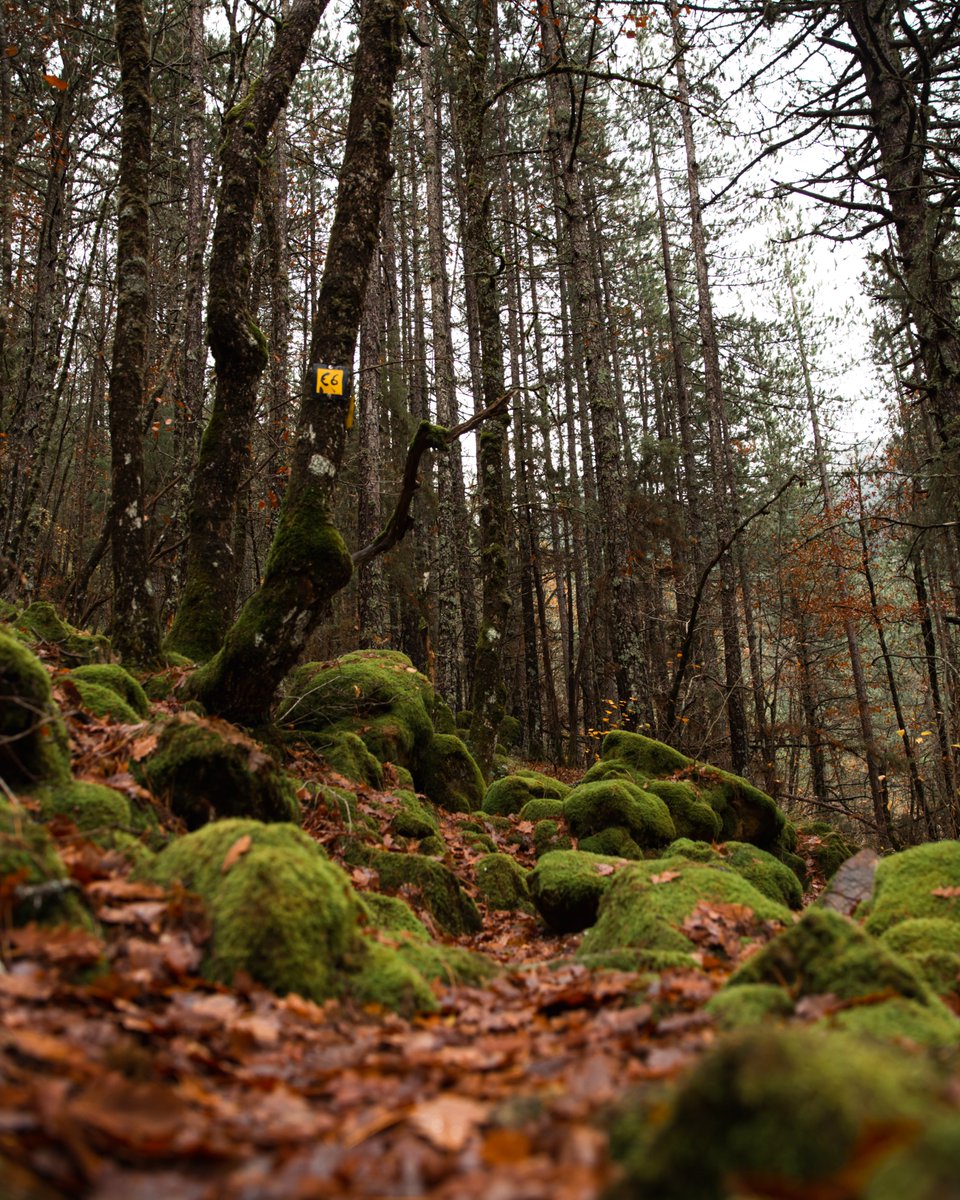 VisitGreecegr's tweet photo. Deep in the mountains of northern Greece, #ValiaCalda invites you to follow forest trails, breathe in the crisp mountain air and experience one of Greece’s wildest landscapes on foot.

🥾 Lace up your hiking boots and let nature lead the way.
https://t.co/ZidUY2ldlV

#VisitGreece https://t.co/00DrPsK3un