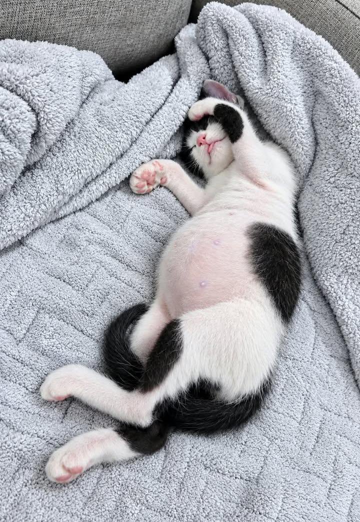 GrowthboostInc_'s tweet photo. Look at that belly. 🤣 Sleeping beauty 😍 https://t.co/M5KNFsUN5J