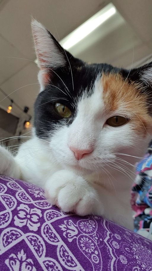 MeWowCatCafe's tweet photo. Yes, I iz ready for my closeup! π»π½β€β€ Why not come play with some kitties and bring some sunshine into your day! π½
#mewowcatcafe #catcafe #catlovers #cat #kittylove https://t.co/Nchzz5Nm0t
