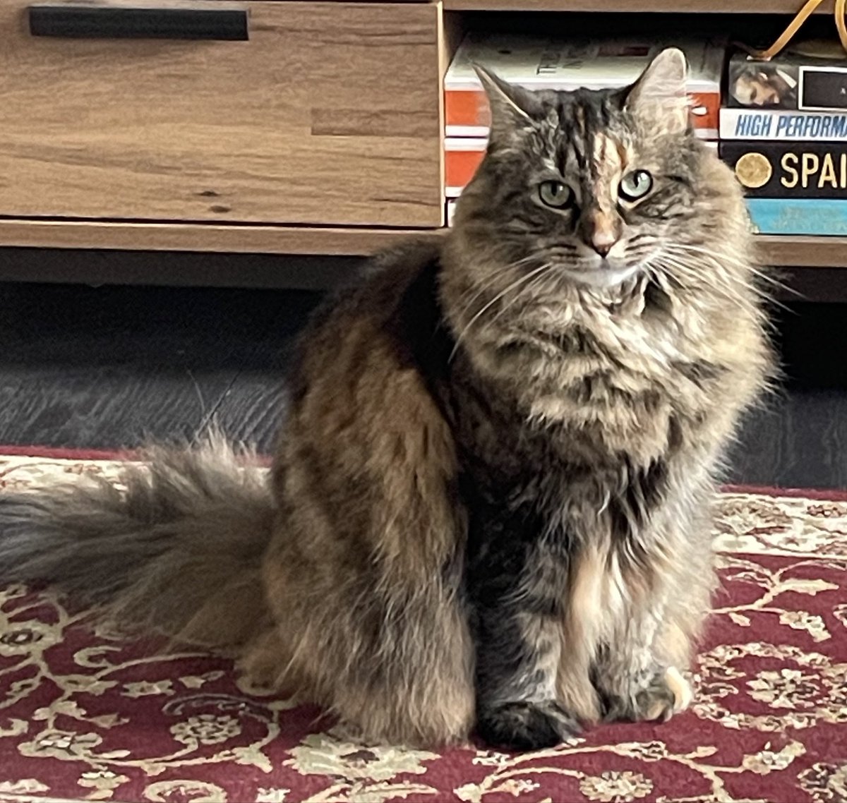 M_H_Taylor's tweet photo. This large and floofy cat is demanding some attention, so please help me to give her some https://t.co/70PymKd8f6