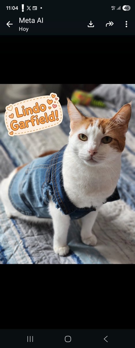 RochieBel's tweet photo. #Bravissimo2026 
@BravissimoCity. Los príncipes de la casa. Garfield toma agua de botella,  Toto vive para mirar a Garfield💙💙💙💙💙💙💯💯💯💙💙💙💙💙 https://t.co/uCNm7uuqw2