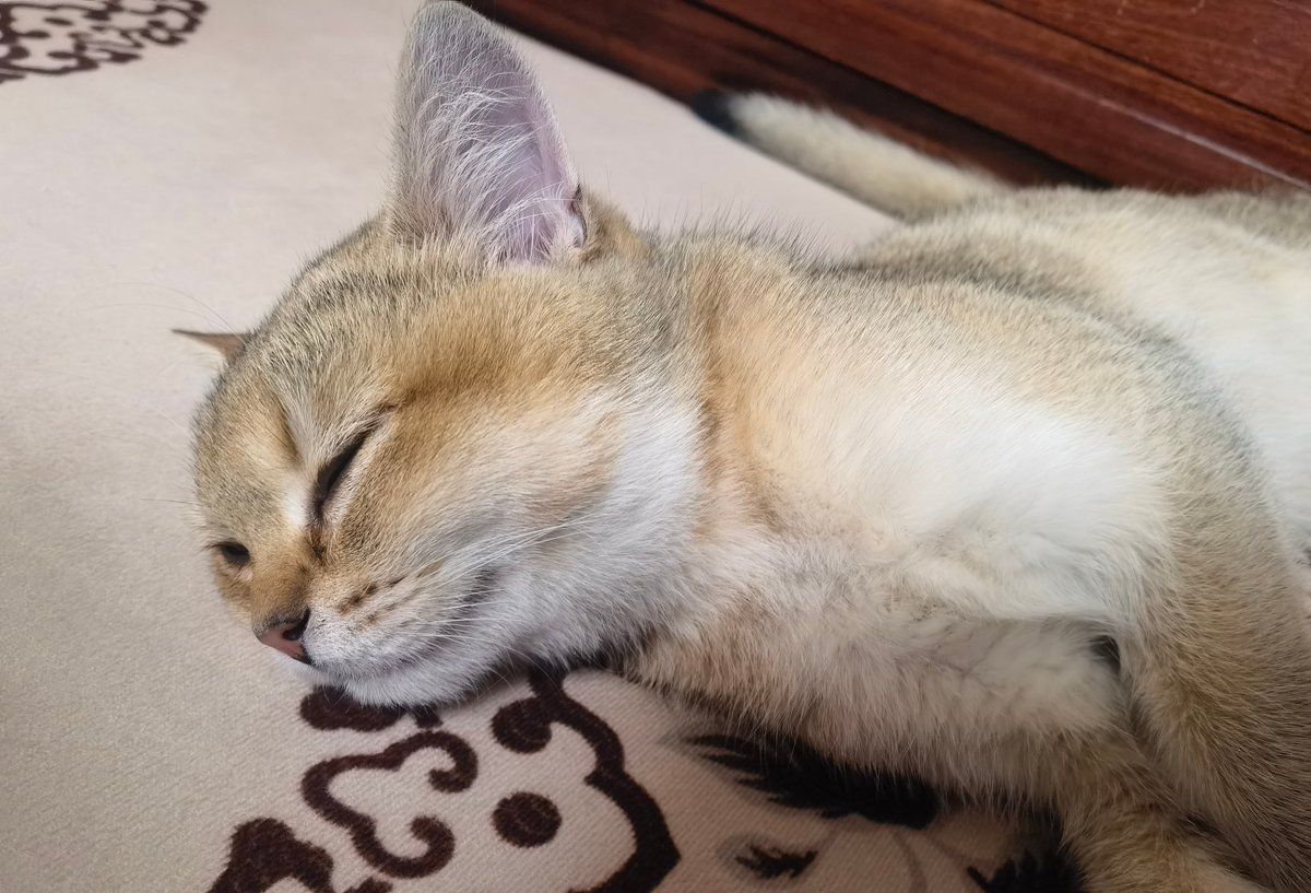 ItaJuwi02898277's tweet photo. I can’t believe my new cat, Tu Yihe, loves to play with this tiny bell on his cage every day!， https://t.co/8k9Ti52ULO