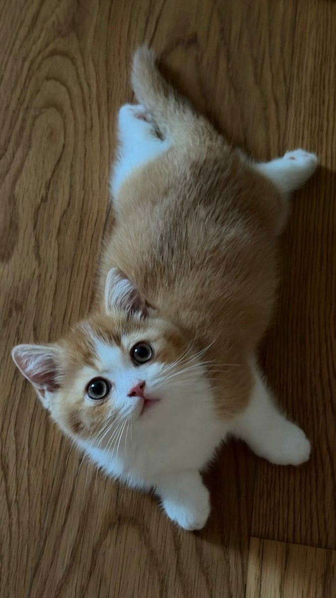 mysantapp's tweet photo. เอนดูง่ะ อยากตีตุดแมวเด่กอ้วน หมั่นเขี้ยววว 🫳🏻🐈 https://t.co/GOFai2elET