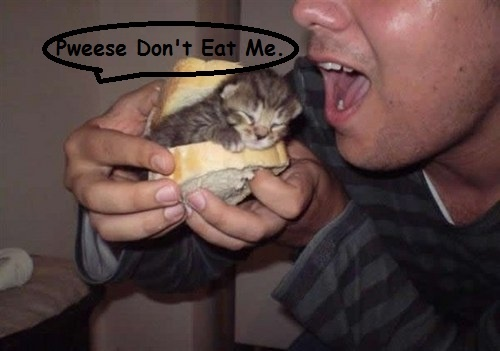 CatPosted tweet picture
