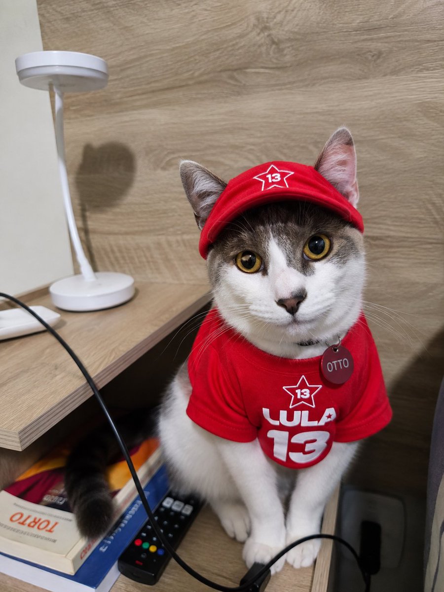 abruxataon's tweet photo. Meu gato ja votou https://t.co/Zbly0sxMfE