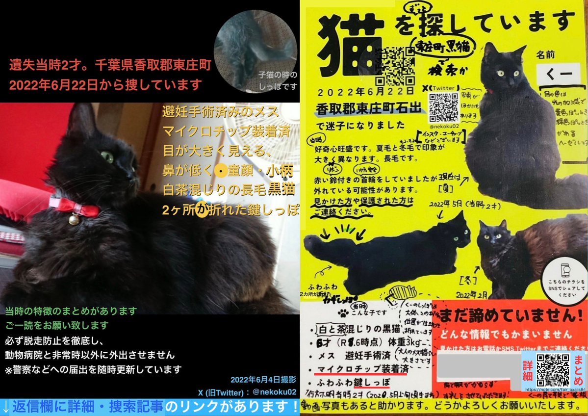 迷子猫】千葉県葉県香取郡で愛猫が行方不明