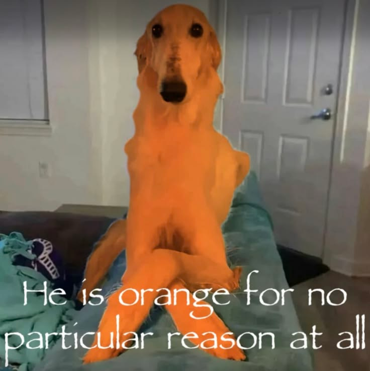 RandomSlop's tweet photo. https://t.co/NlXdKf3EUM