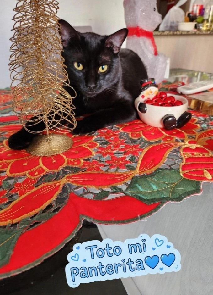 RochieBel's tweet photo. #diamundialdelosanimales
@BravissimoCity #Bravissimo2026  Les presento a los Michiprincipes de la. Asamblea 💙💯❤️💯💙🩵 Garfield me pide y toma agua de desde la botella y Toto  es el amasador y perseguidor https://t.co/qNoKjZTJlQ