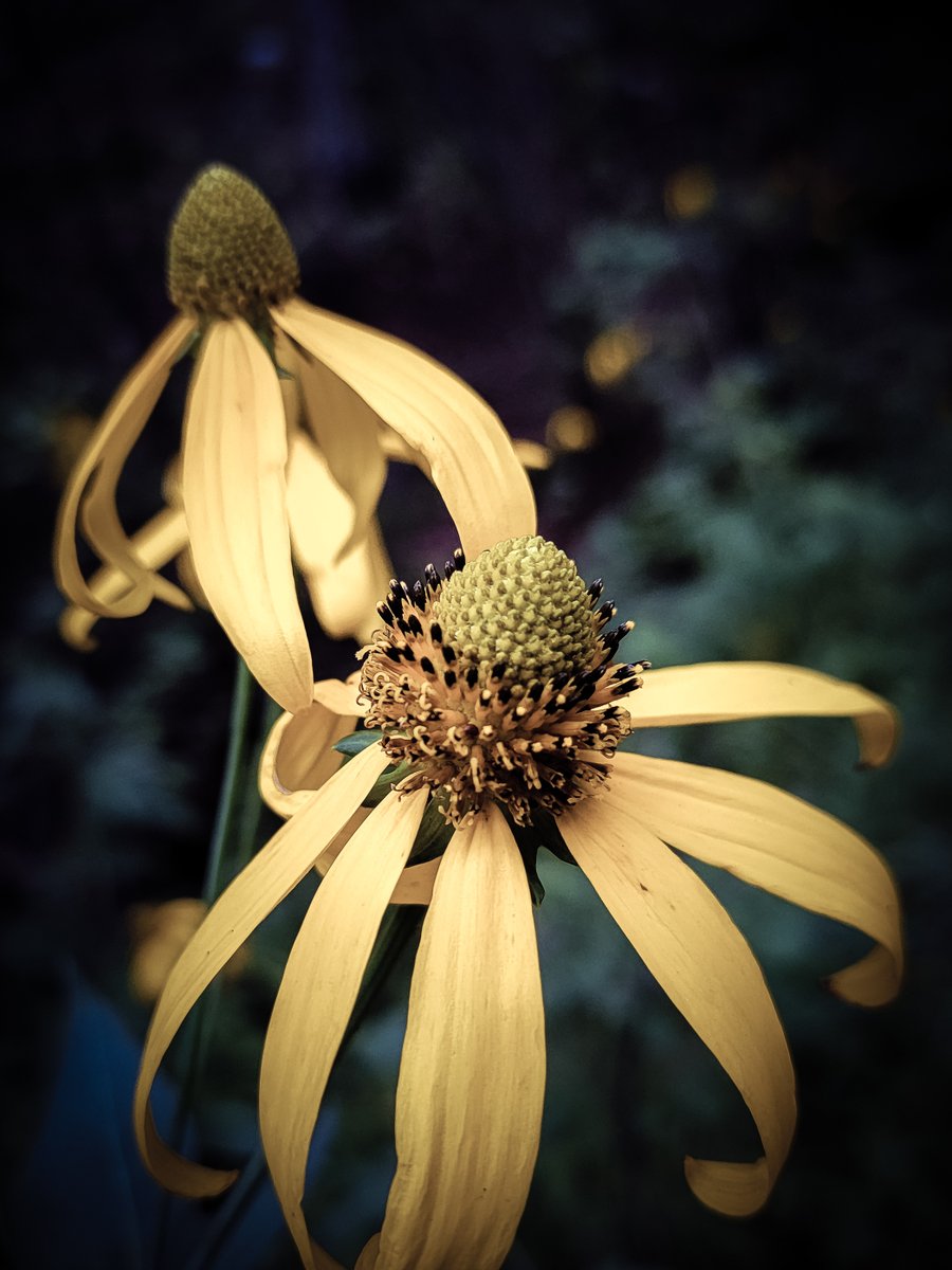 VIV_boho's tweet photo. today's walk
#fallcolors #autumnbeauty #fallbeauty
#SamsungGalaxy S21 Ultra https://t.co/VvekFJsfBZ