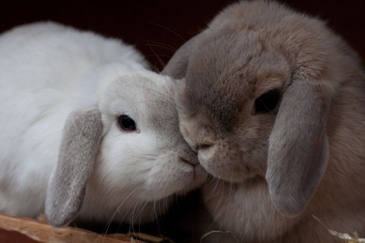 floralapine's tweet photo. somebunny loves you ♥︎ https://t.co/w3q3seDWVI