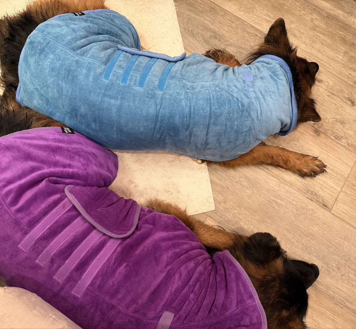 SSShepherds's tweet photo. Happy Sunday, furiends… hope yours is as relaxing and spa-tastic as ours! https://t.co/vWjhtINdMM