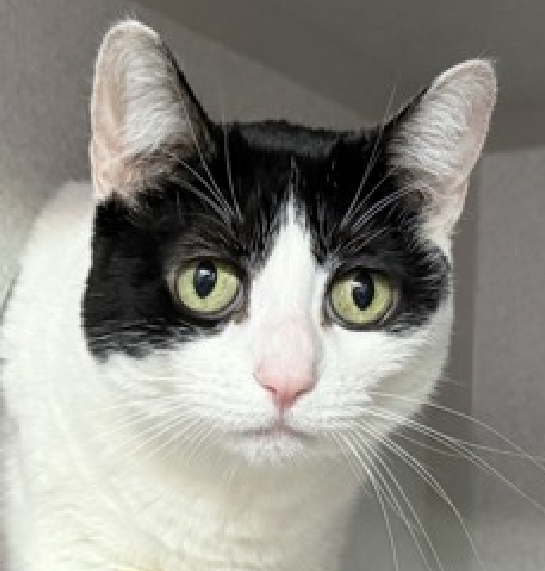 JLthekid9999's tweet photo. 🆘🆘 LUCEE (ID 103725), 11 YO, FEMALE – IN MANHATTAN ACC - came into the shelter as a owner surrender on 7/24/2026, with the surrender reason stated as animal behavior - not good with kids.  🆘🆘 😿 😿 😿 😿

➡️TBD 10/6/26

➡️ SENIOR ALERT

➡️ TOO LOW ON PLEDGES TO STIMULATE RESCUE INTEREST

➡️🆘🆘 4TH Chance on Emergency Placement List – BEYOND URGENT - NO ROOM IN SHELTER – WILL NOT BE GIVEN MUCH MORE TIME – VERY HIGH EU/SILENT KILL RISK – 🆘🆘 😱🔥🔥😱

➡️ 73 DAYS IN SHELTER – TOO LONG – TIME IS RUNNING OUT

➡️ LUCEE IS ON THE EPL FOR BEHAVIORAL REASONS - She is not thriving in the care center and continues to display challenging behavior during interactions. She is extremely intelligent and high energy, and needs to expend energy constructively with interactive play sessions 3-4X/day. In addition to playtime, this cat would also benefit from mental exercise from activities such as puzzle toys/games, lick mats, or clicker training. Without providing activity for her mind and body, the cat may react with rough play, potentially resulting in bite/scratch incidents. This designation often means that the cat will be given very little time for rescue/foster/adoption.🔥🔥🔥🔥

What my friends at ACC say about me: I would do best in a home with only adult humans. I will need daily physical activity to keep me healthy and happy! Lucee tolerates attention and petting but appears fearful or stressed in the shelter. She may be a little more independent and may need time to warm up to her new home.  ❤️ 😻❤️ 😻❤️ 😻

NEEDS OUT OF SHELTER ASAP –

Please RT or pledge, if you can, to save this little one.

@AdamsPaulGrimke
@mehser12

💔😿🙏Thank you