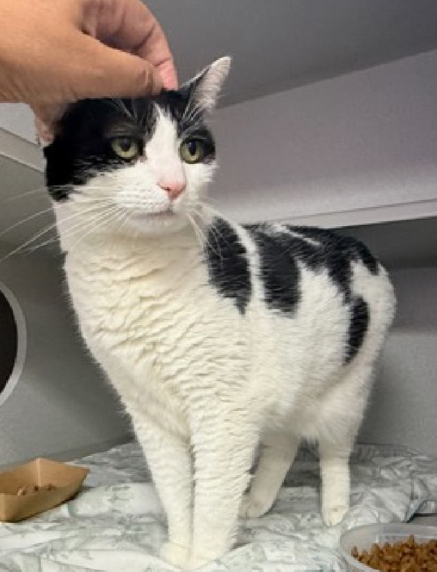 JLthekid9999's tweet photo. 🆘🆘 LUCEE (ID 103725), 11 YO, FEMALE – IN MANHATTAN ACC - came into the shelter as a owner surrender on 7/24/2026, with the surrender reason stated as animal behavior - not good with kids.  🆘🆘 😿 😿 😿 😿

➡️TBD 10/6/26

➡️ SENIOR ALERT

➡️ TOO LOW ON PLEDGES TO STIMULATE RESCUE INTEREST

➡️🆘🆘 4TH Chance on Emergency Placement List – BEYOND URGENT - NO ROOM IN SHELTER – WILL NOT BE GIVEN MUCH MORE TIME – VERY HIGH EU/SILENT KILL RISK – 🆘🆘 😱🔥🔥😱

➡️ 73 DAYS IN SHELTER – TOO LONG – TIME IS RUNNING OUT

➡️ LUCEE IS ON THE EPL FOR BEHAVIORAL REASONS - She is not thriving in the care center and continues to display challenging behavior during interactions. She is extremely intelligent and high energy, and needs to expend energy constructively with interactive play sessions 3-4X/day. In addition to playtime, this cat would also benefit from mental exercise from activities such as puzzle toys/games, lick mats, or clicker training. Without providing activity for her mind and body, the cat may react with rough play, potentially resulting in bite/scratch incidents. This designation often means that the cat will be given very little time for rescue/foster/adoption.🔥🔥🔥🔥

What my friends at ACC say about me: I would do best in a home with only adult humans. I will need daily physical activity to keep me healthy and happy! Lucee tolerates attention and petting but appears fearful or stressed in the shelter. She may be a little more independent and may need time to warm up to her new home.  ❤️ 😻❤️ 😻❤️ 😻

NEEDS OUT OF SHELTER ASAP –

Please RT or pledge, if you can, to save this little one.

@AdamsPaulGrimke
@mehser12

💔😿🙏Thank you