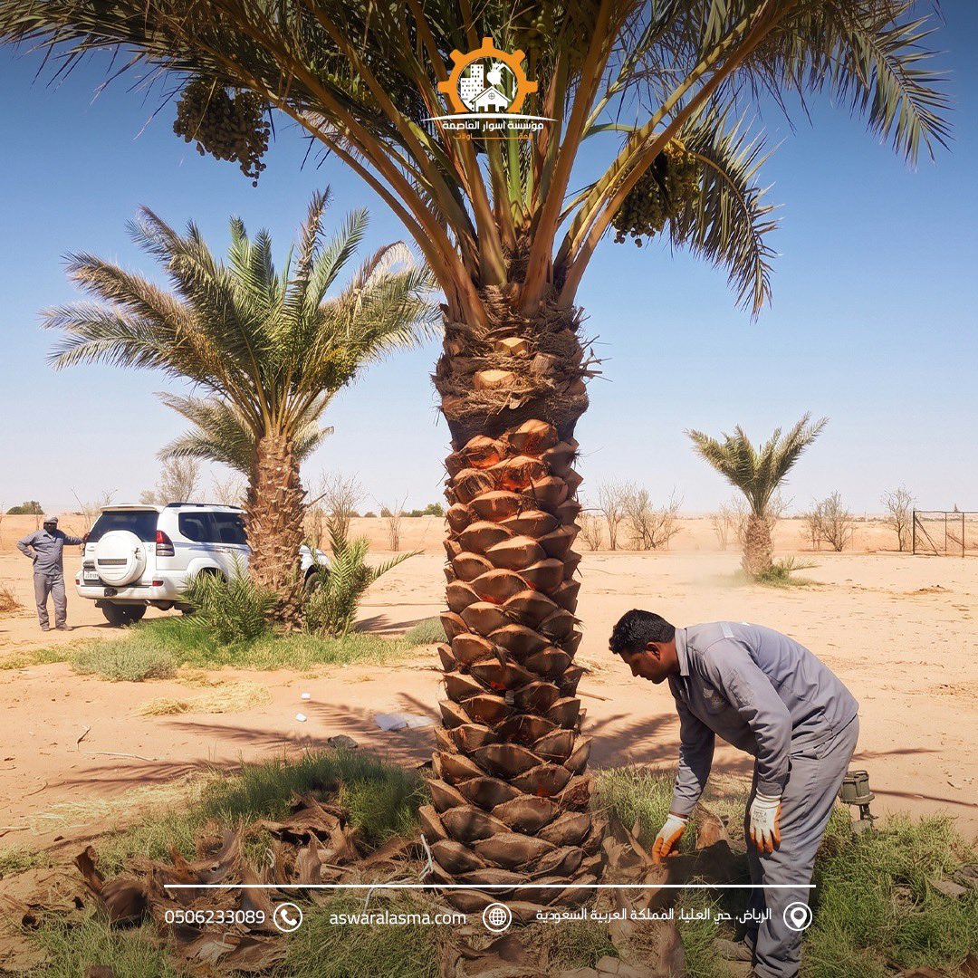 DecorRiyadh1's tweet photo. النخيل في مشاريع اللاندسكيب جزء من تكوين الموقع وهويته

في أسوار العاصمة ننفذ أعمال النخيل ضمن نطاق اللاندسكيب، بما يحقق تكاملها مع شبكات الري والمساحات الخضراء وبقية عناصر الموقع الخارجي

تواصل معنا:
0506233089
https://t.co/v3QQEeqQr1 
الرياض، حي العليا، المملكة العربية السعودية https://t.co/GMadzF0e3h