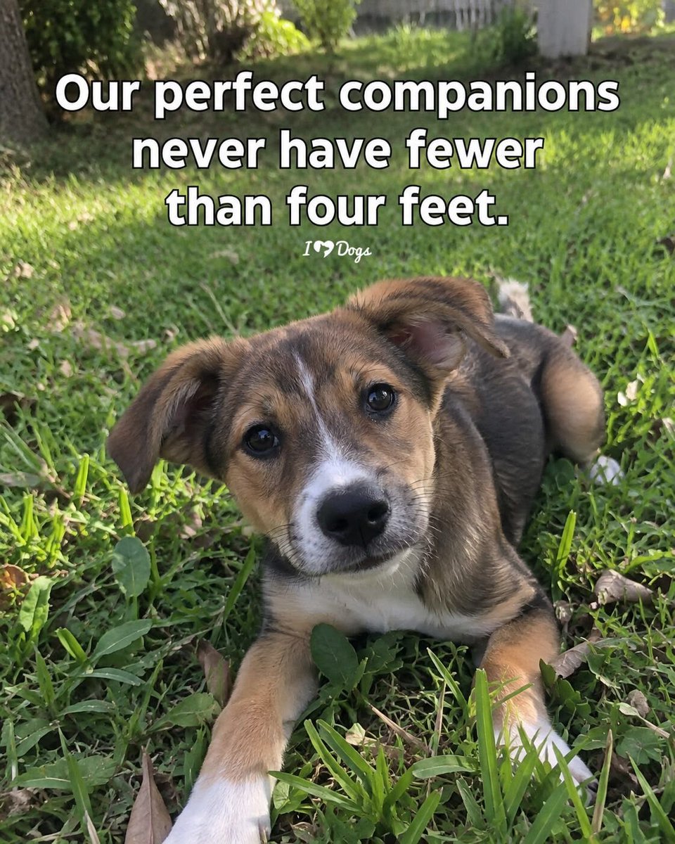 ShadowDogDesign's tweet photo. Our perfect companions never have fewer than four feet. 🐾 🐾
#Dogs #Dog #PerfectCompanions #BestFriend #GoodDog #FaithfulFriend #LoveDogs #DogsAreLove https://t.co/STiwNFeEyr