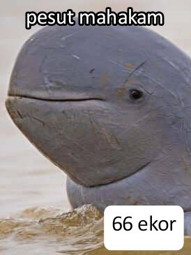 akunhewan's tweet photo. fun fact, jumlah pejabat tinggi eksekutif di pemerintahan prabowo lebih banyak dari:
- populasi ikan pesut mahakam
- populasi kanguru wondiwoi papua
- populasi gajah kalimantan
- populasi badak jawa
- populasi badak sumatera
- populasi badak kalimantan https://t.co/bI4KEyxnNt