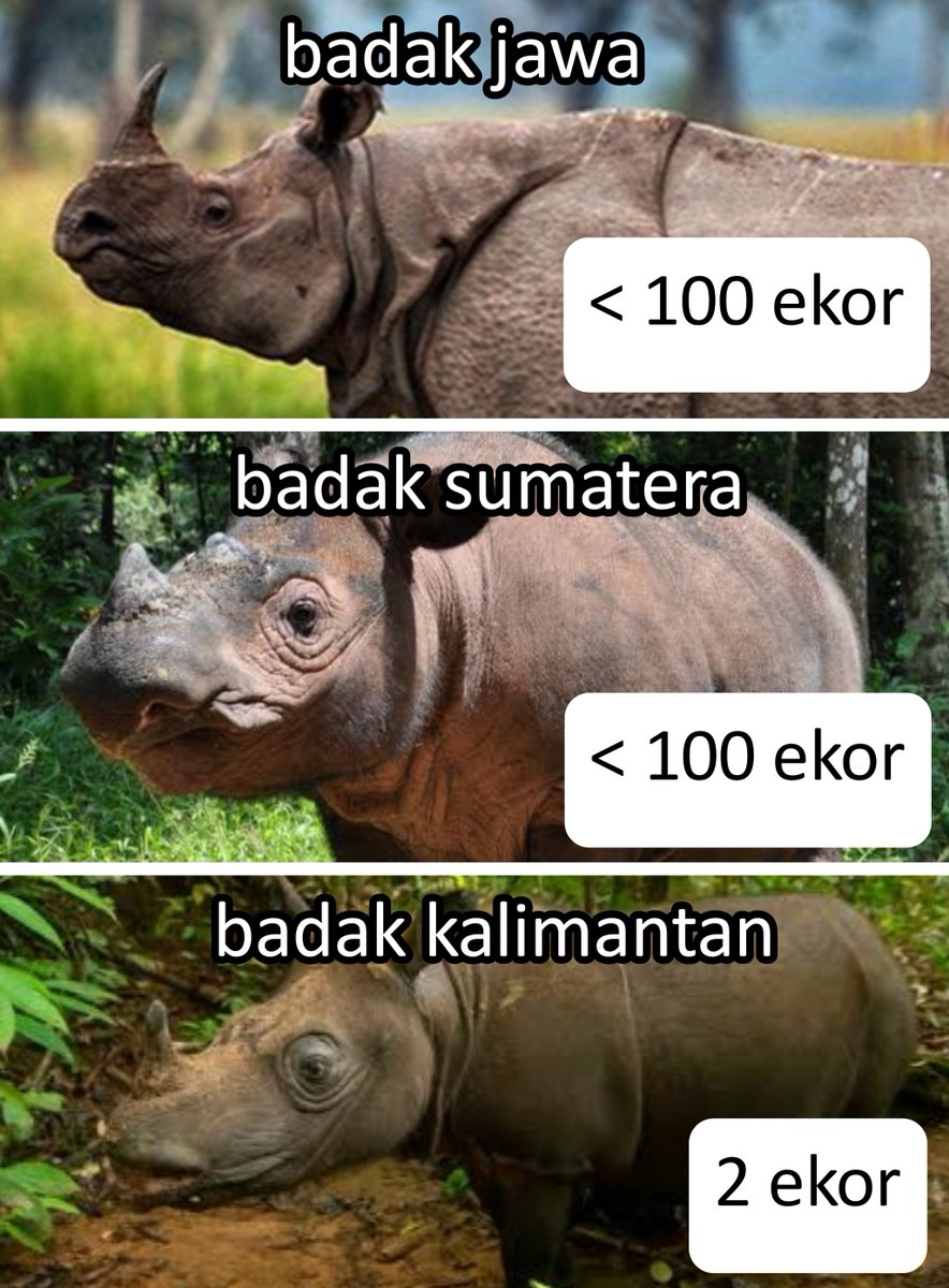 akunhewan's tweet photo. fun fact, jumlah pejabat tinggi eksekutif di pemerintahan prabowo lebih banyak dari:
- populasi ikan pesut mahakam
- populasi kanguru wondiwoi papua
- populasi gajah kalimantan
- populasi badak jawa
- populasi badak sumatera
- populasi badak kalimantan https://t.co/bI4KEyxnNt