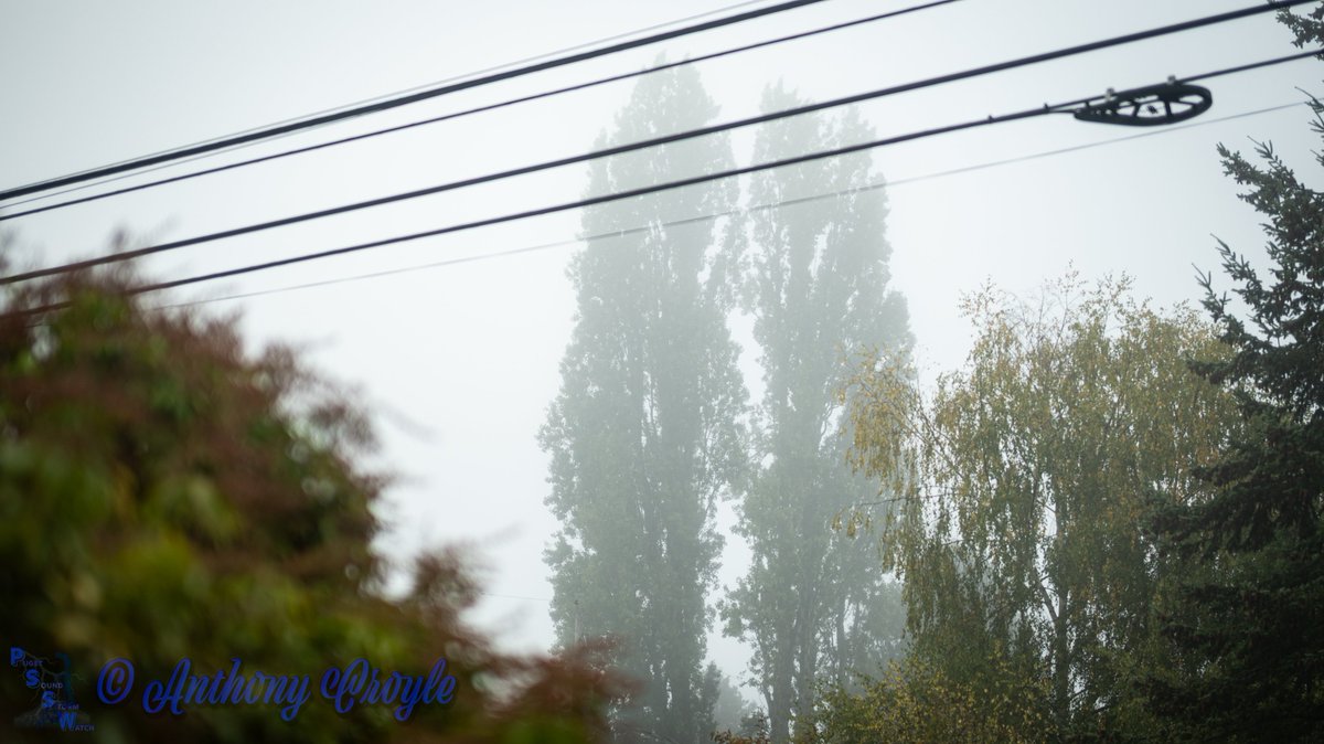 PugetStormWatch's tweet photo. Photos of the dense fog from headquarters in North End Tacoma. Nikon Z50 40 mm f/2 #wawx https://t.co/c5dMsV2gzn