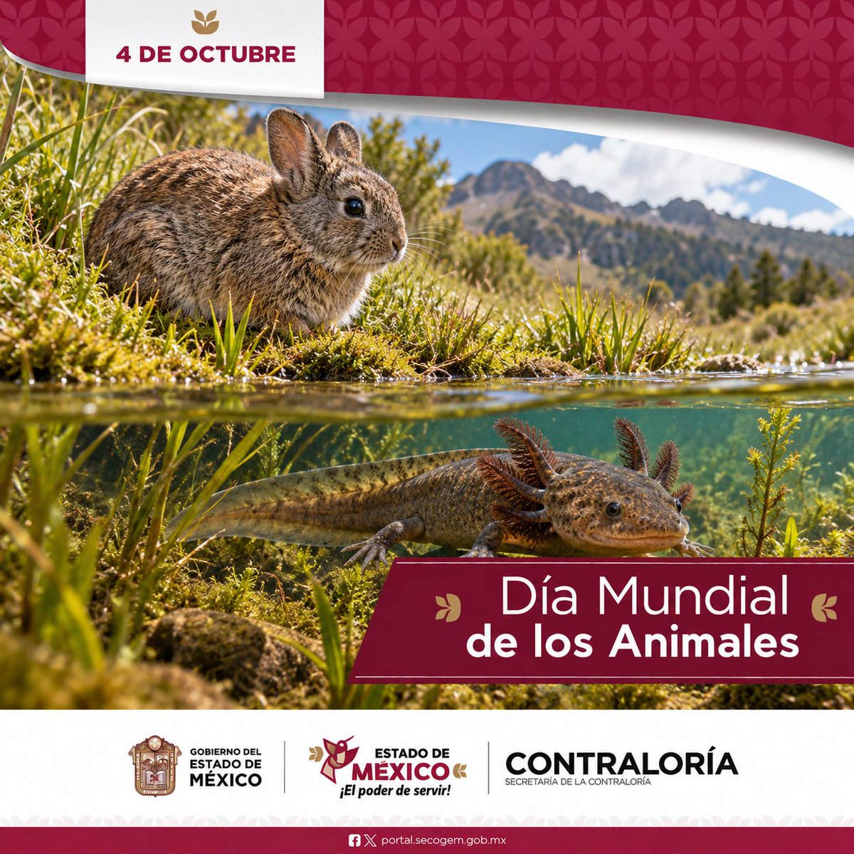 ContraloriaGEM's tweet photo. 🐾 En el #DíaMundialDeLosAnimales, promovemos el respeto y trato digno a los seres sintientes, con el compromiso de la Gobernadora @delfinagomeza con el bienestar animal.

#ElPoderDeServir #ContraloríaEdoMéx https://t.co/ViDiXtWwfC
