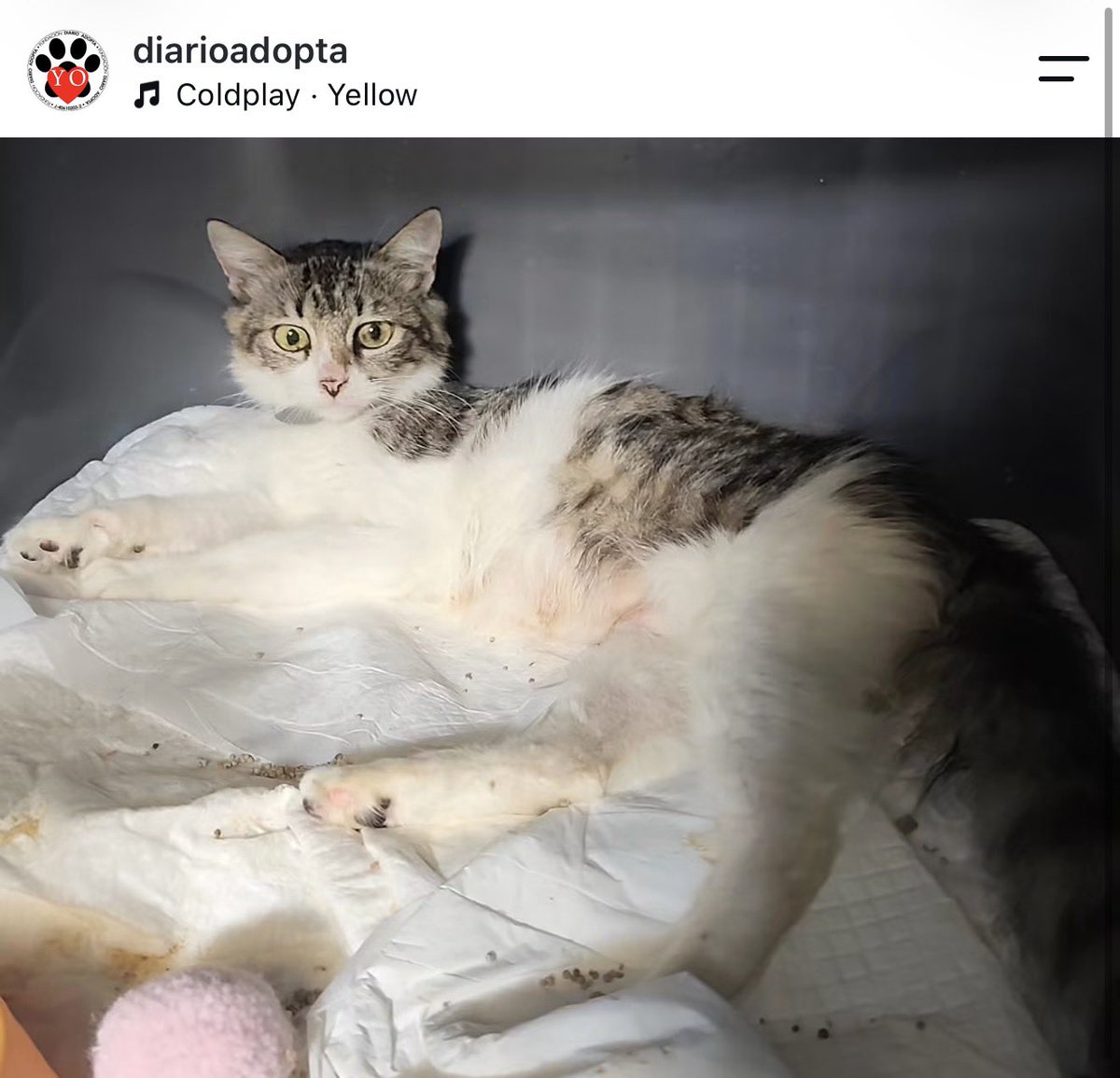 inconssiente's tweet photo. Necesito difusión urgente🥺

Aceituna es una gatita feral que rescatamos justo por dar a luz en la Guaira.

Muy agresiva con las personas, pero muy buena mamá. Tan buena que asumió sus propios cachorros y otros que habían perdido a su mamá.

La llamamos: Aceituna y sus Olivos 🫒 https://t.co/WQr1kbkhwC