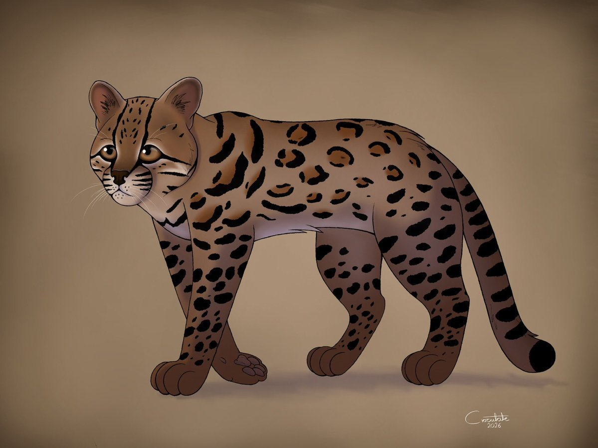 Crocutate's tweet photo. The tilcayo cat. Wanted to draw the new cat species that was recently discovered.
#feline #tilcayo #procreate #ipadpro #animal #digitalart #drawing #artwork https://t.co/vEOwdMa8Hx