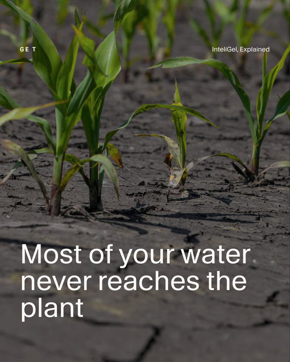get_inteligel's tweet photo. Half your water never reaches the plant.

InteliGel goes in the furrow at planting and is designed to grab water and nutrients on contact.

From there, it holds them at the root zone and releases them as the plant needs them.

One pass at planting, a season of cover.

#AgTwitter https://t.co/4TuUOPLx93