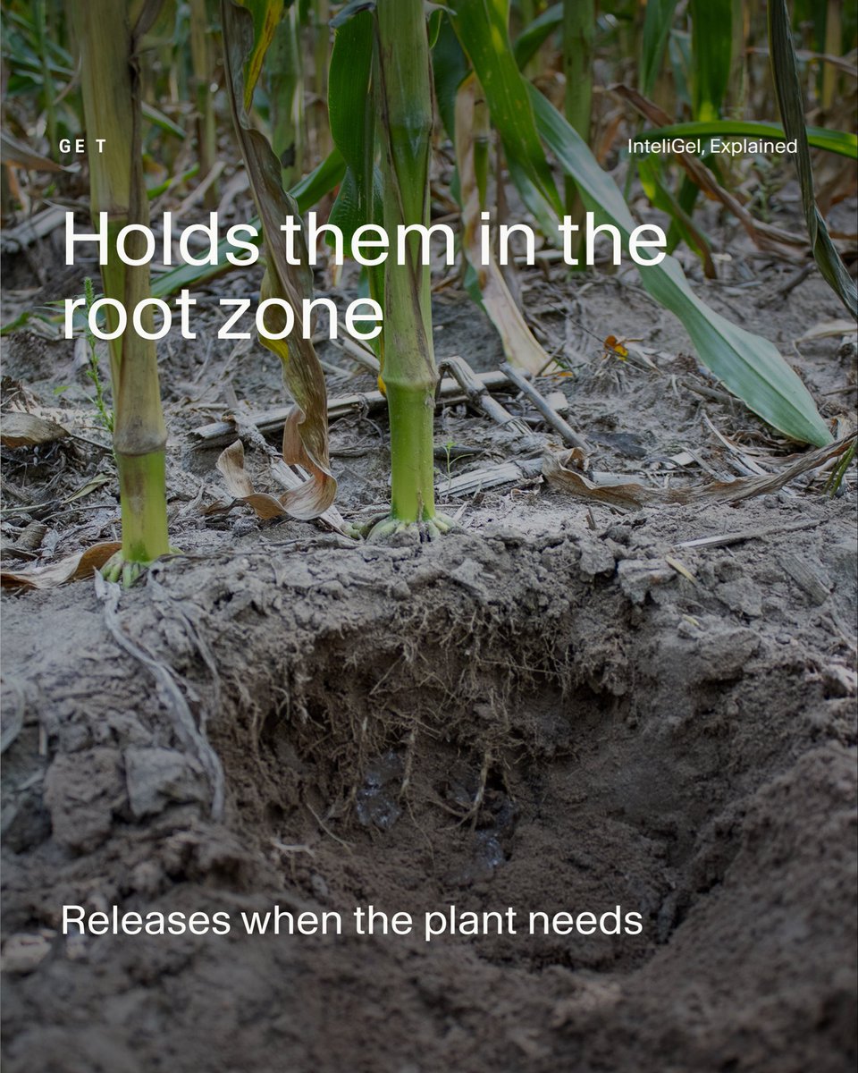 get_inteligel's tweet photo. Half your water never reaches the plant.

InteliGel goes in the furrow at planting and is designed to grab water and nutrients on contact.

From there, it holds them at the root zone and releases them as the plant needs them.

One pass at planting, a season of cover.

#AgTwitter https://t.co/4TuUOPLx93