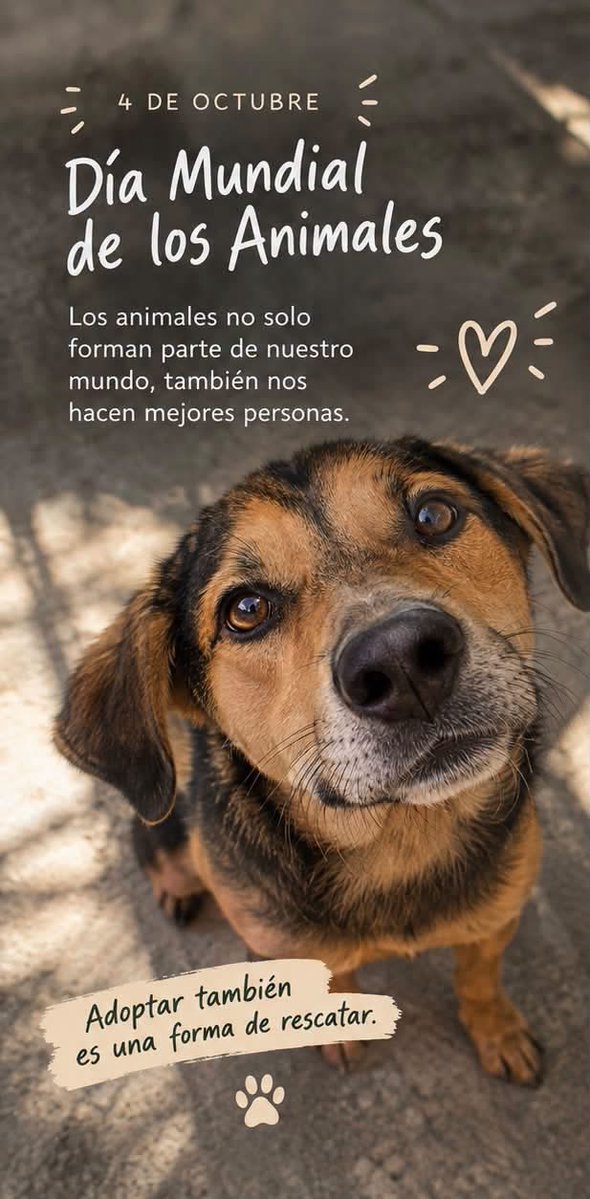 RescateAnimal's tweet photo. 🐾 4 de octubre · Día Mundial de los Animales

Rescatar no siempre empieza con encontrar a un animal en la calle.
A veces empieza cuando decides abrirle un espacio en tu vida. https://t.co/x0RluEOoFC