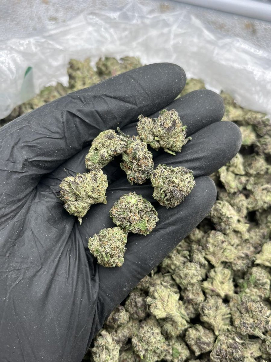 ukweed42's tweet photo. Weed Stevenage, Harlow, Southport, Birkenhead, Wallasey, Runcorn, Widnes, Crewe, Macclesfield, Neath, Port Talbot, Bridgend, Barry, Merthyr Tydfil, Aberystwyth, Caernarfon, Falkirk, Livingston, Hamilton, Motherwell, Paisley, East Kilbride, Dumfries, Ayr, Kilmarnock, Greenock. https://t.co/0qVoAD9QqK