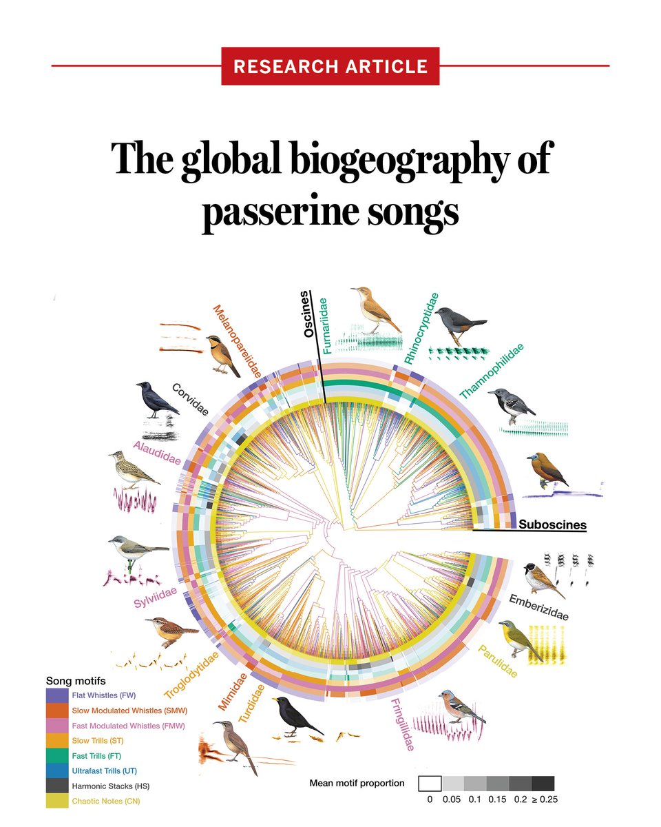 ScienceMagazine's tweet photo. A recent analysis in Science of more than 116,000 bird songs has revealed that the astonishing variety of passerine birdsong is built from just eight basic acoustic motifs, like trills, whistles, and harmonic notes. 

The findings also reveal that local environments greatly shape how birds communicate around the world. 

Learn more on #WorldAnimalDay: https://t.co/3oaQ0sKQfJ