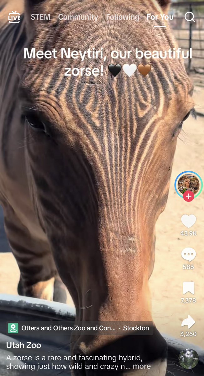 magiicleric's tweet photo. the utah zoo has a zorse named neytiri ‼️‼️‼️ https://t.co/Ab0lgPy5k7
