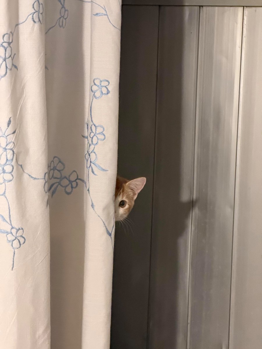 nocontextscats's tweet photo. I see you https://t.co/VeZxtaqGKn