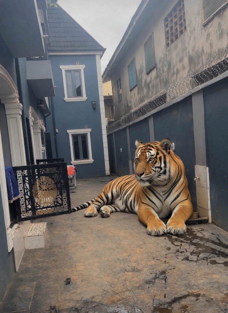 Bigwavee00's tweet photo. Made a big boy purchase today 

Congrats to me on my new pet. https://t.co/Q9KgRjxK8r