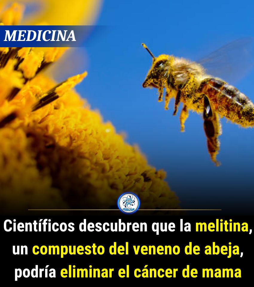 EnsedeCiencia's tweet photo. Lo resultados se obtuvieron mediante análisis de laboratorio y estudios con animales, generando altas expectativas sobre mejores tratamientos naturales para enfermedades como el cáncer. Por el momento, la melittina ya se ha posicionado como un potencial candidato https://t.co/Li7ZL4GWz3