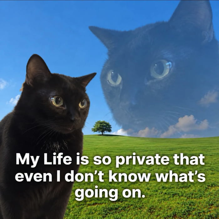 SpaceCatMemes's tweet photo. 😸 https://t.co/XaizVVR54i