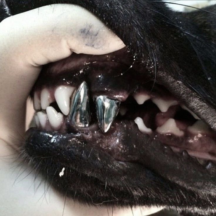 percyzz0's tweet photo. sirius black https://t.co/VBQWYs73ei