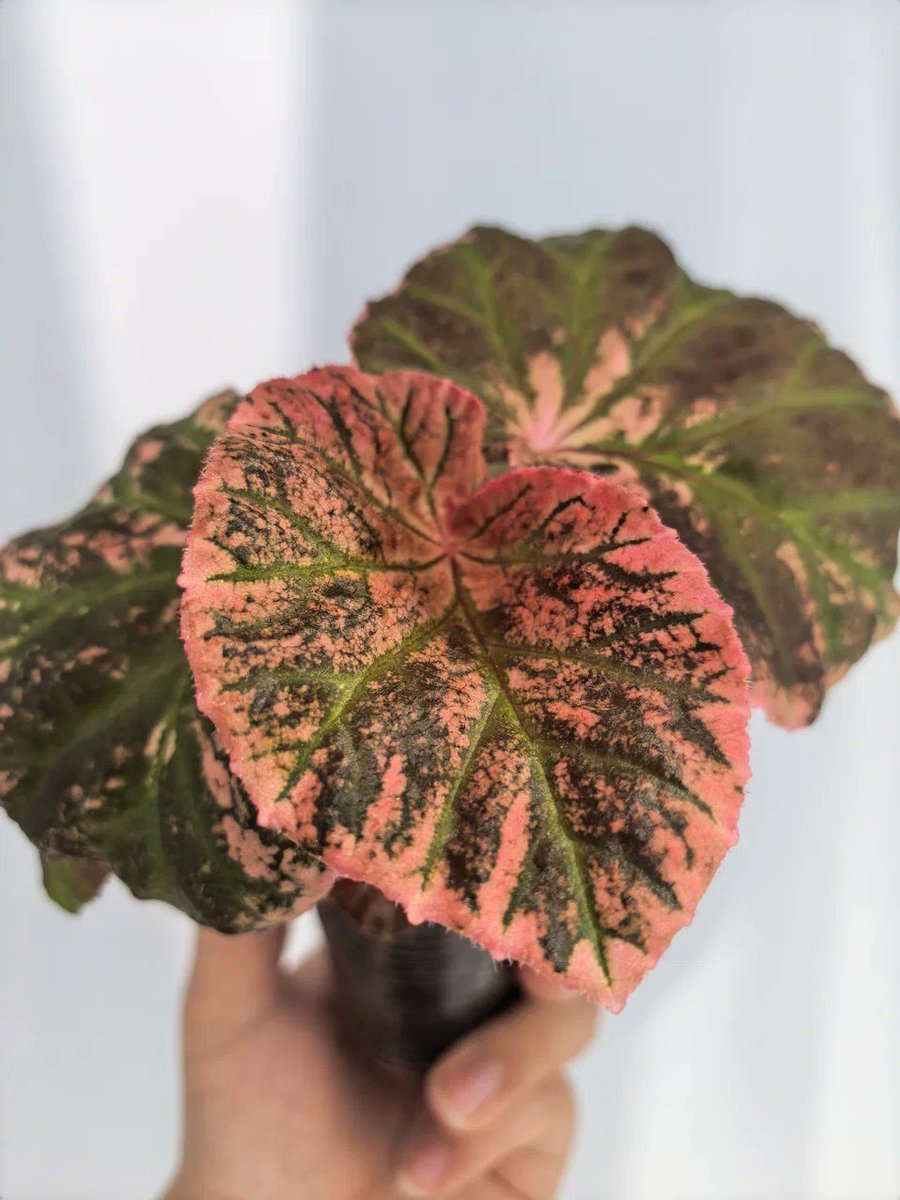 VarnessCrowe's tweet photo. These are some of my favorites plants💚

Begonia "Midnight Sun"
African violet "N-Neytiri"
Alocasia "Pink Dragon Albo" https://t.co/yHeuevIzAA