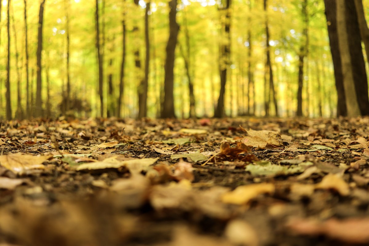 FPDCC's tweet photo. Don’t miss out on the latest Forest Preserves of Cook County updates! Sign up for our monthly newsletter, Forest Way, to get news, events and volunteer opportunities delivered right to your inbox. 📬

Subscribe now at: https://t.co/MjVBVPRrDZ

📸: Jerry Attere https://t.co/vlu2BEuZtj