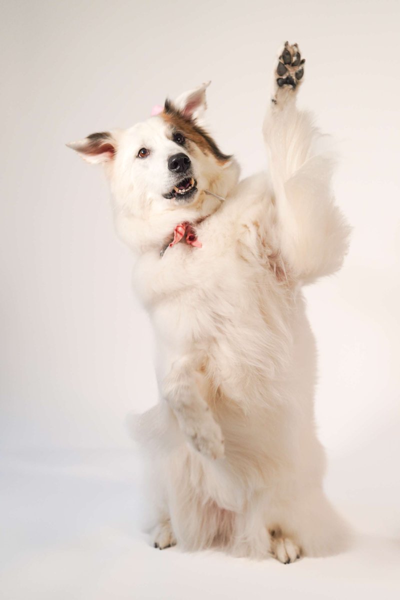 MetroLibraryOK's tweet photo. Who's ready to be a reading buddy? Lily is! 🐾
Now she's looking for some new friends to join her. 

We're adding more therapy dog teams to our Children Reading to Dogs program to help create positive reading experiences for kids. 

Learn more: https://t.co/fBdu7CHAP9 https://t.co/up8gazFFw3