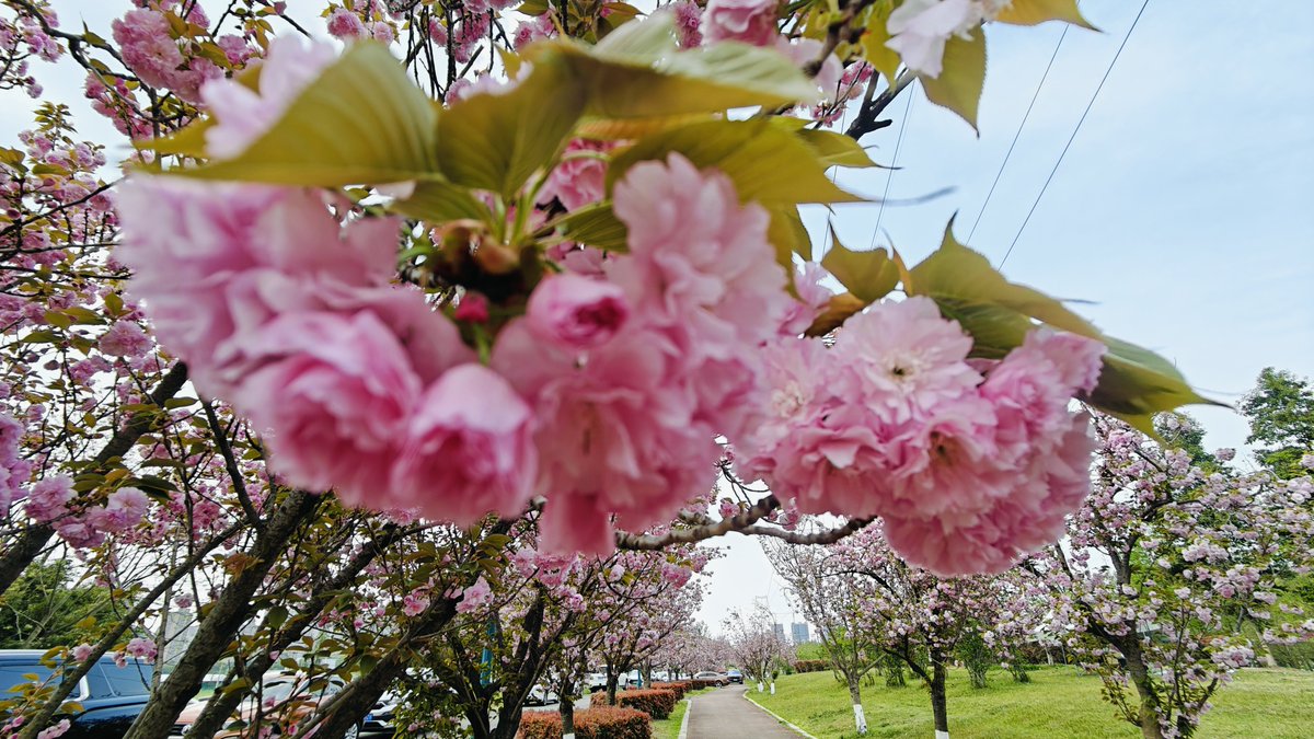 PresleyFinlcdr's tweet photo. El sol de primavera florece todo!  Los parques están llenos de flores y risas, ya saliste a disfrutar del día https://t.co/EOjV6Ek1hP