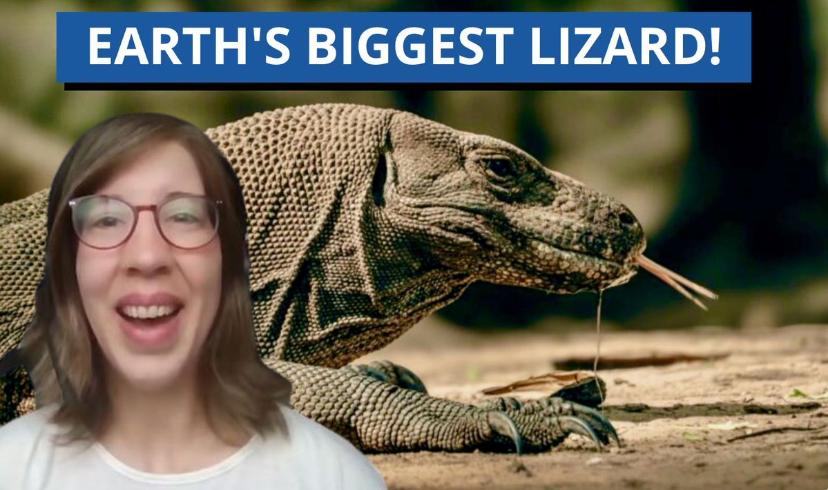 earthskyscience's tweet photo. EarthSky's Cristina Ortiz wants to show you the world's BIGGEST lizard.

The #Komodo dragon grows up to 10 feet (3 meters) long and weighs up to 200 pounds (90 kg). 

Hello, Komodo.
https://t.co/hYPCtVwlSc https://t.co/Hpdtgj3Xc4